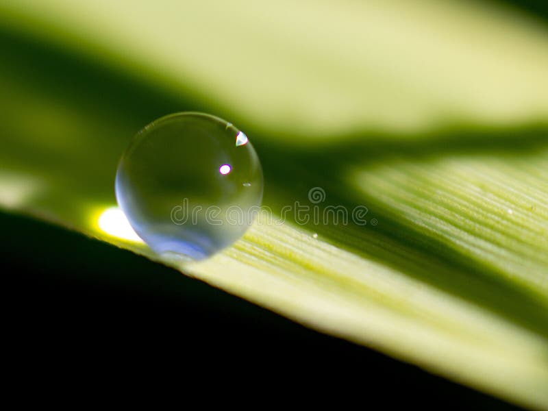 Water on blade of grass stock image. Image of drop, seasonal 92309249