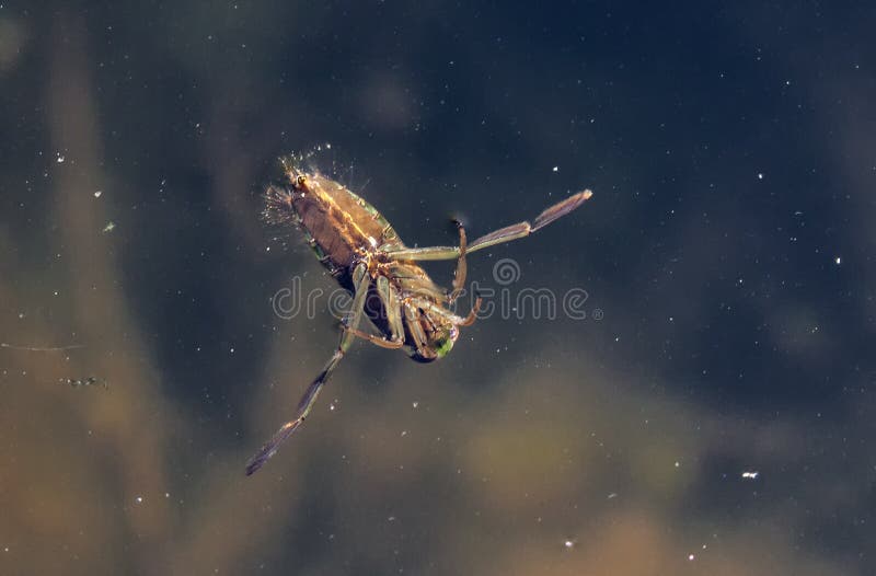 Water Boatman stock image. Image of freshwater, boatman 145766797