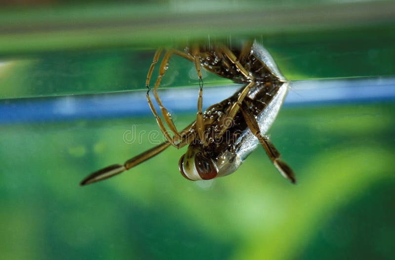 WATER BOATMAN Notonecta Glauca Stock Photo - Image of arthropod, adult: 194357702 WATER BOATMAN Notonecta Glauca Stock Photo - Image of arthropod, adult: 194357702