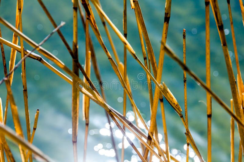 Water bokeh reflections and dry reeds