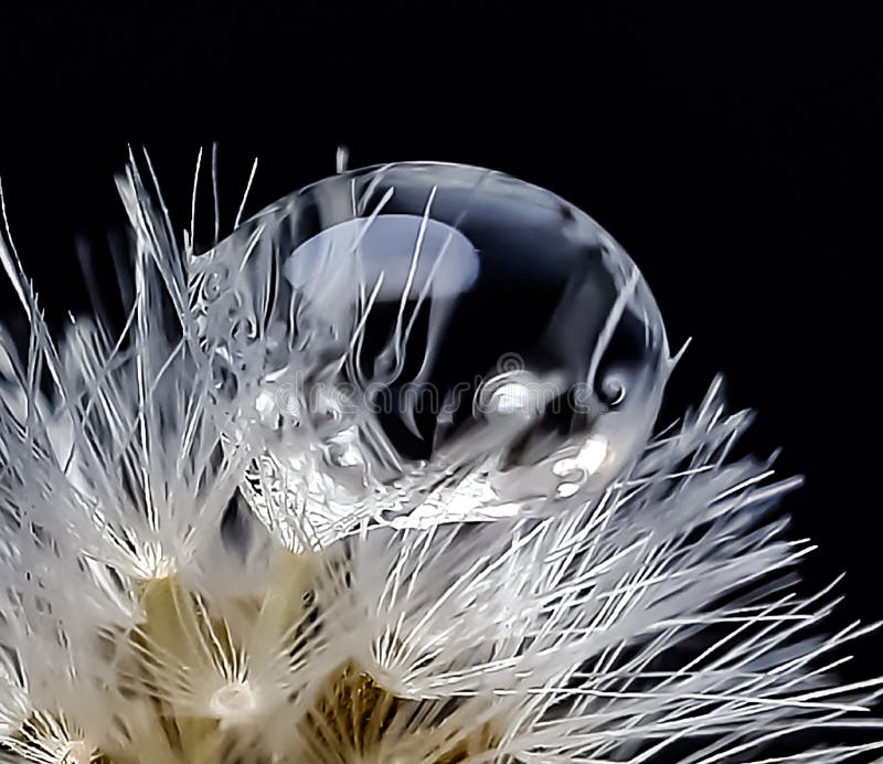 Water Bubble on the White Flower and Black Background Stock Image Image of beauty, blue 181849229