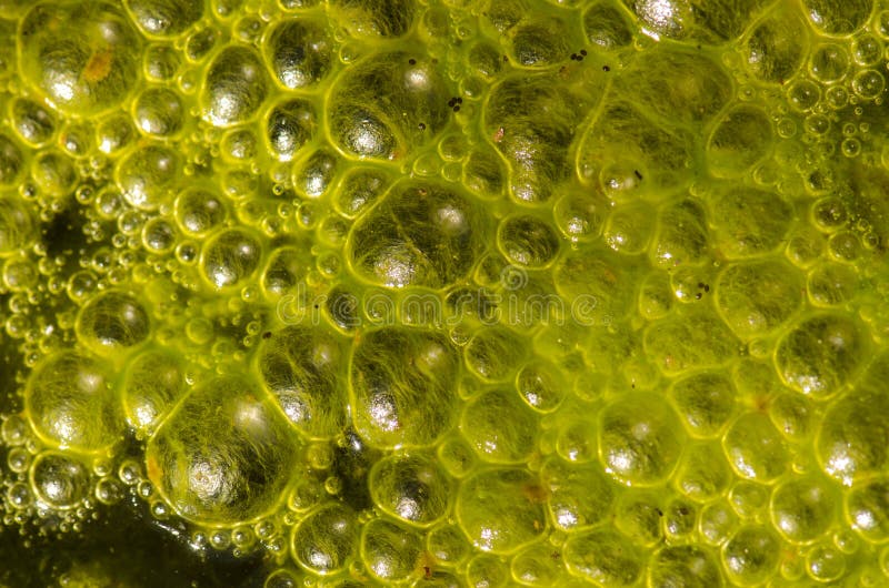 Water Bubbles on the Surface of a Pond Covered with Algae. Stock Image