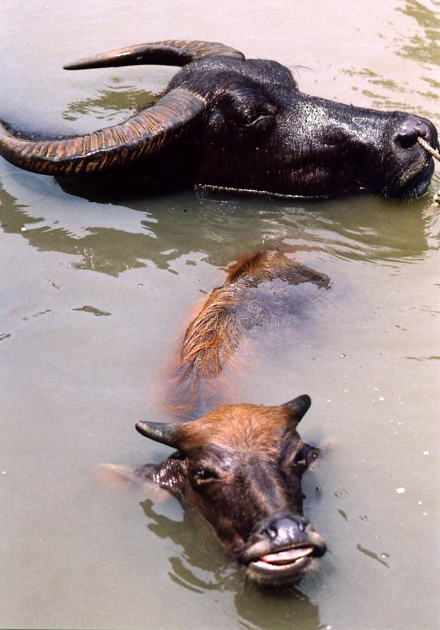 340+ Water buffalo Free Stock Photos StockFreeImages