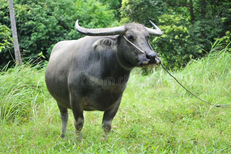 Water Buffalo stock image. Image of cattle, agri, diary 25182913