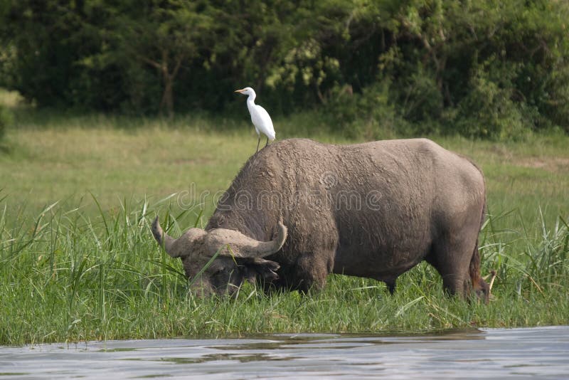 Water Buffalo And Bird, Uganda Stock Photo Image of wild, africa 15796286