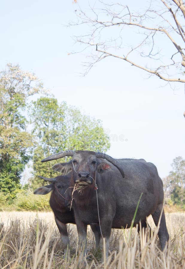 Water buffalo stock photo. Image of heavy, horn, tropical 54033494