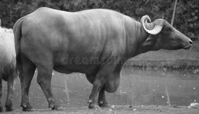 The water buffalo stock photo. Image of farm, close, bull - 98086536