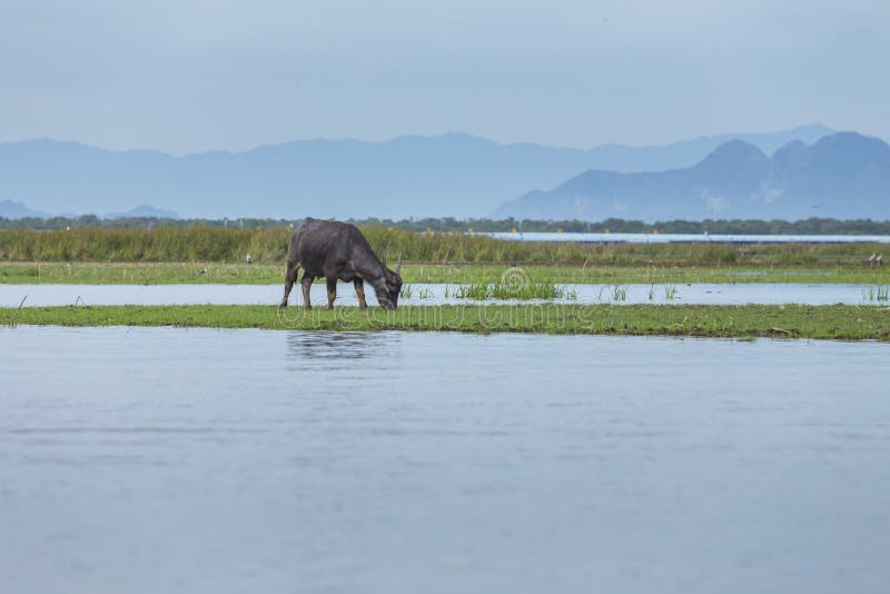 Water buffalo eat grass stock photo. Image of bison, heavy 72161910
