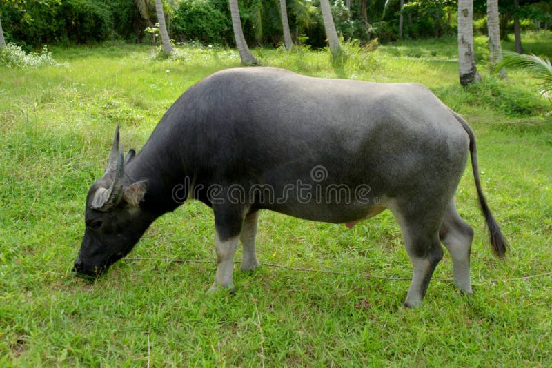 Water buffalo eating grass stock image. Image of animal 25120735