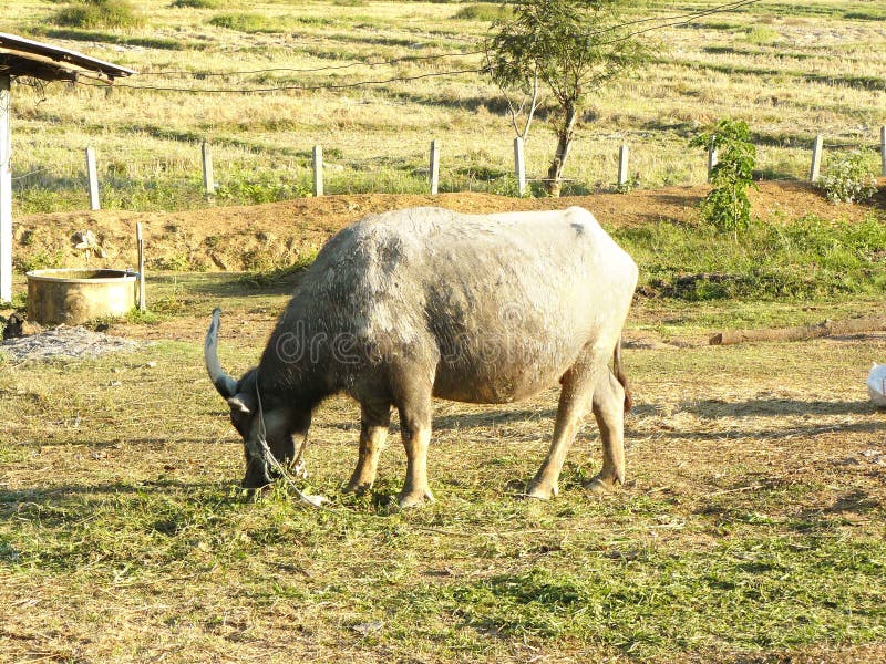 Water Buffalo eating grass stock photo. Image of grassland 85396404