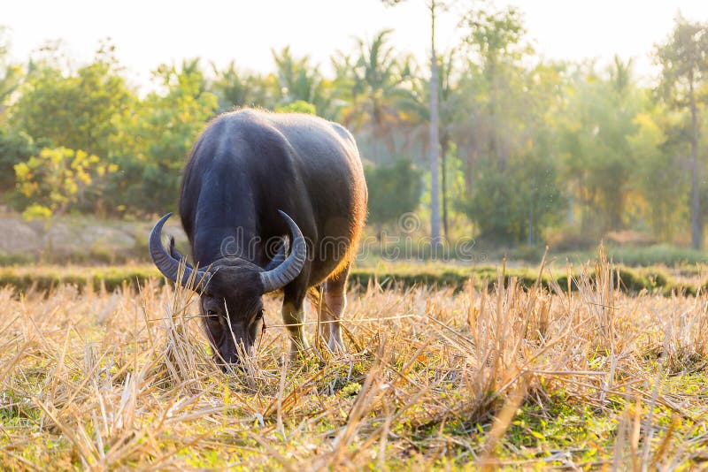 Water Buffalo Eating Grass in Field. Stock Image Image of male, heat