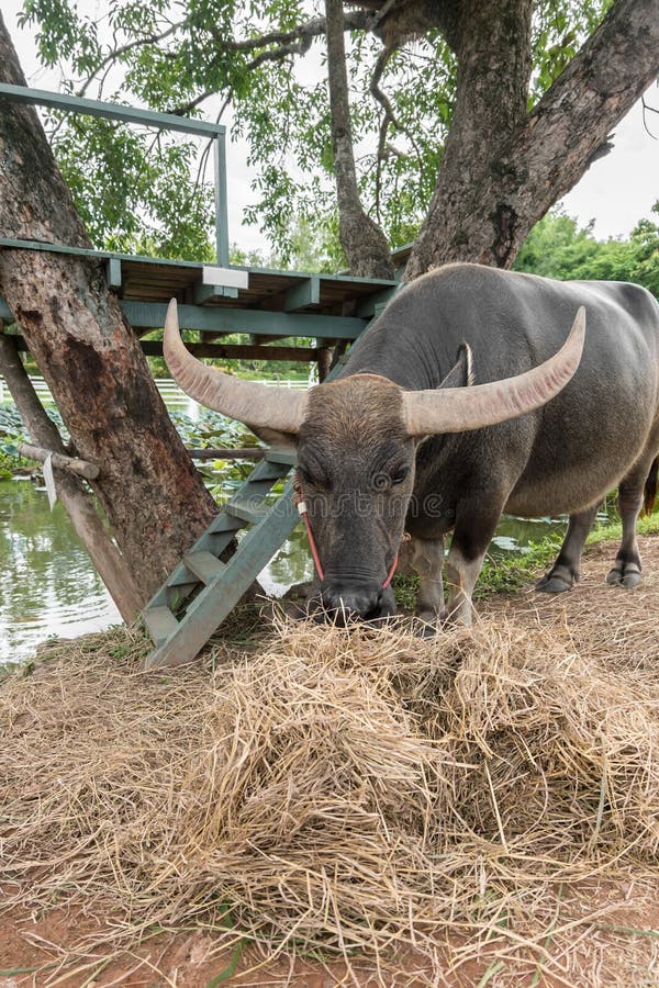 Water Buffalo Eating Hay Under Tree Stock Photos Free & RoyaltyFree
