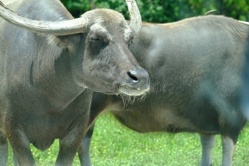 Water Buffalo with Eyes Closed Stock Image Image of water, closeup