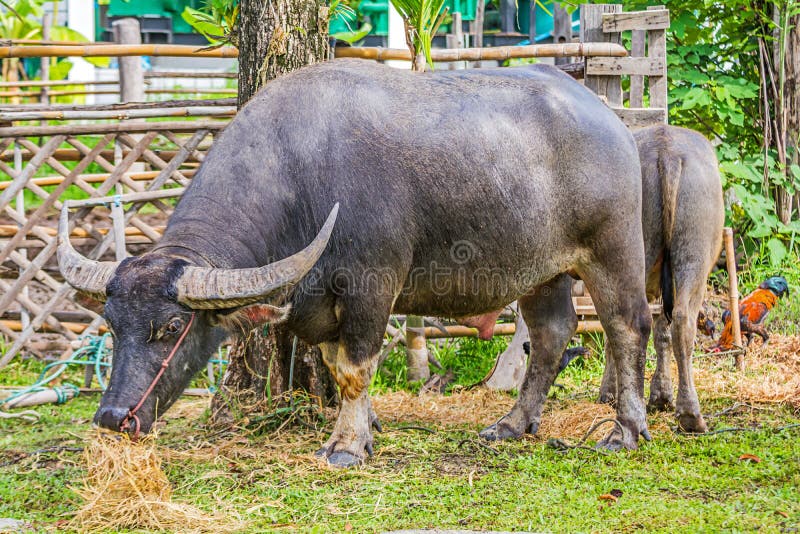 Water Buffalo. stock photo. Image of indochina, horns 43921580