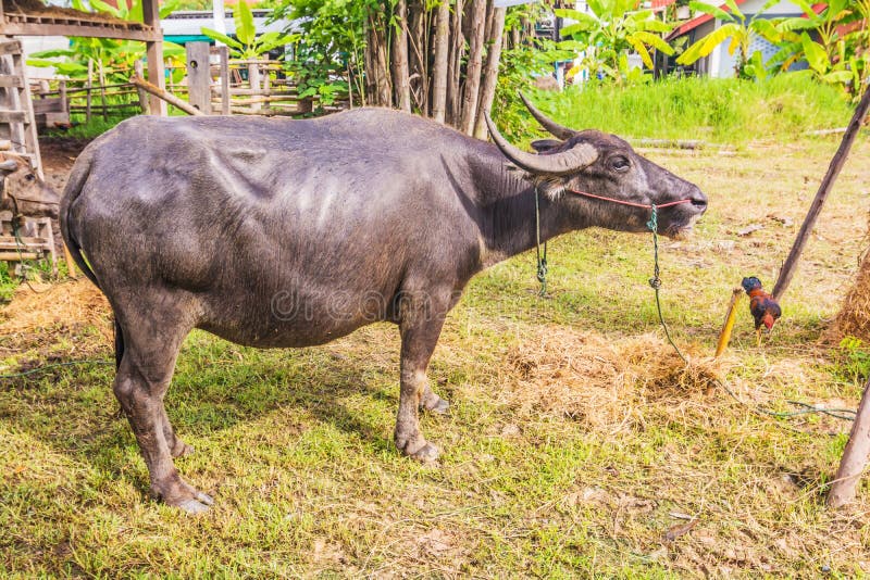Water Buffalo. stock photo. Image of cattle, carabao 43921644