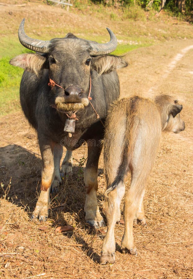 Water buffalo in farm stock photo. Image of wild, beast 68473774