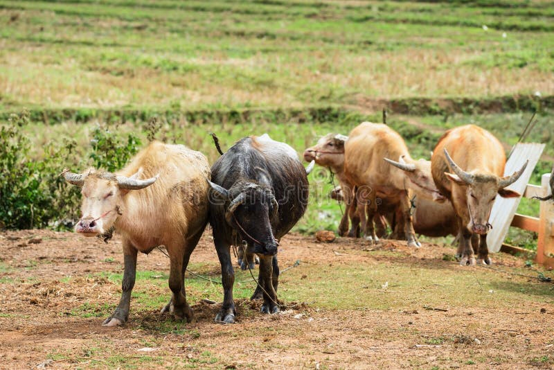 Water buffalo in farm stock image. Image of danger, dirty 97044133