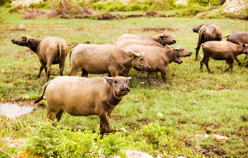Water Buffalo on Green Grass Stock Image Image of asian, grass 46578387