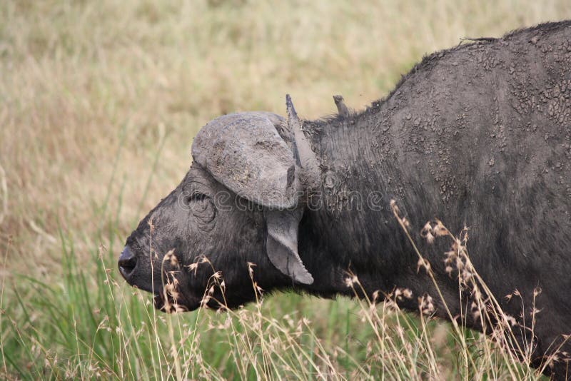 Water buffalo stock photo. Image of africa, masai, buffalo 43401952