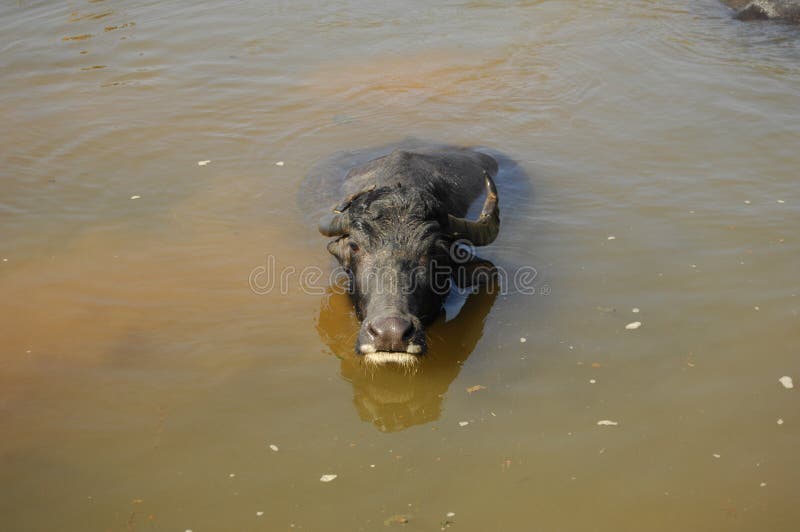 173 Water Buffalo Nepal Stock Photos Free & RoyaltyFree Stock Photos