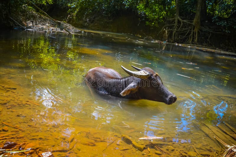 Water buffalo stock photo. Image of philippines, nature 84369480