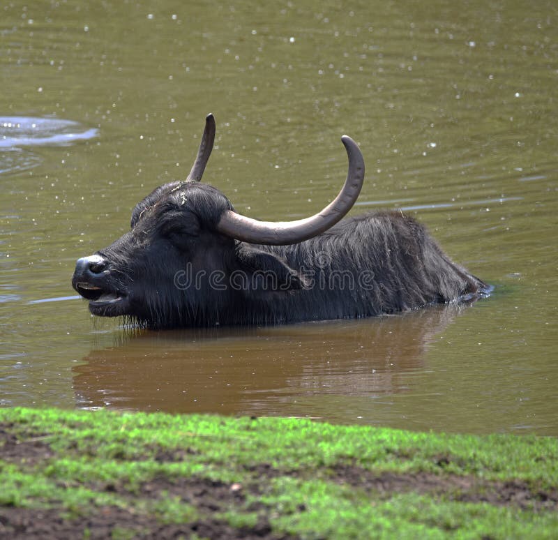 Water Buffalo Near Dark Dirty Lake in Cloudy Summer Day Stock Image Image of grass, african