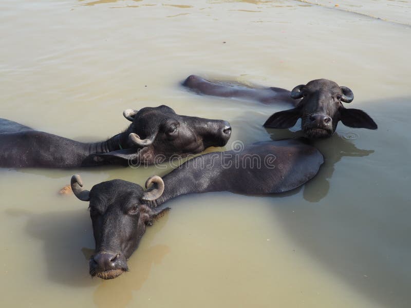 Water buffalo in the river stock photo. Image of india 146616868