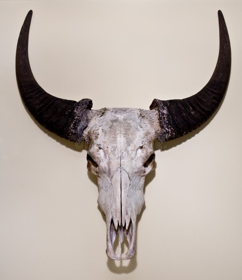 Water Buffalo Skull on Wall Stock Photo Image of climate, creature