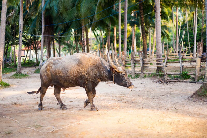 Water buffalo in Thailand stock photo. Image of bovine 140736500