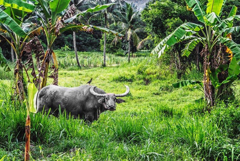 Water buffalos