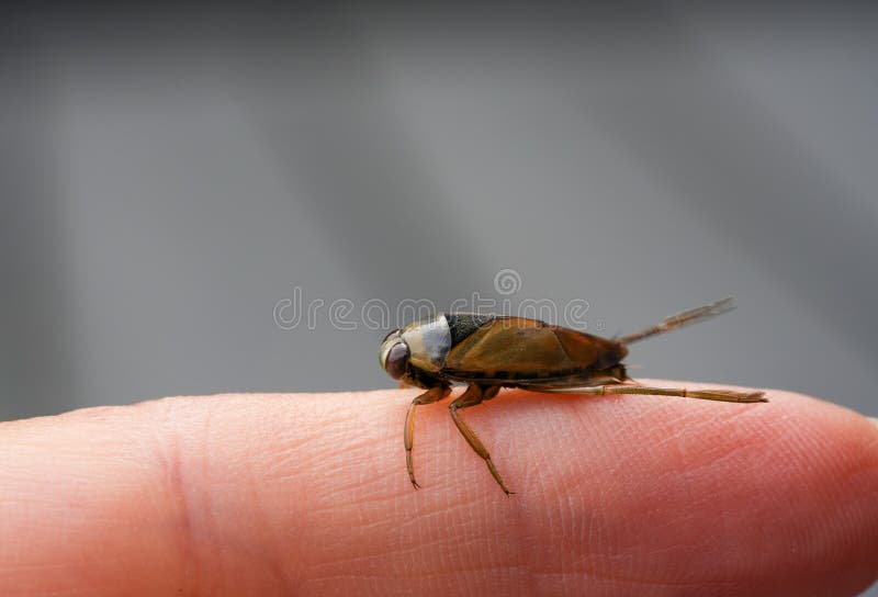 Water Bug Closeup. Common Backswimmer Stock Photo Image of water