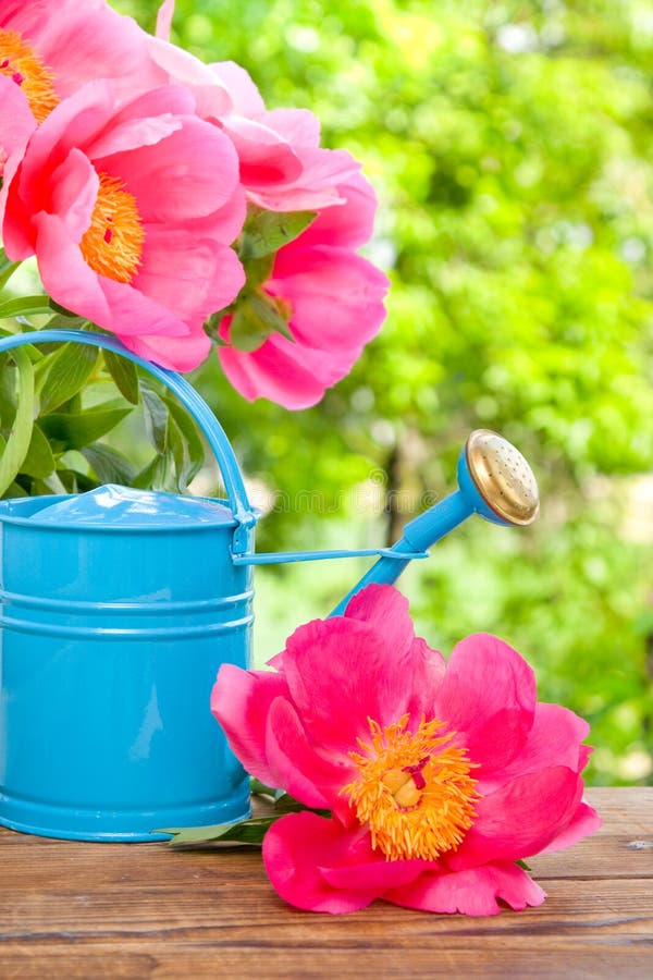 Water can in garden stock photo. Image of peony, front 49409156