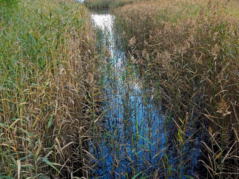 Water Channel through a Dense Reed Bed Stock Image Image of outdoors