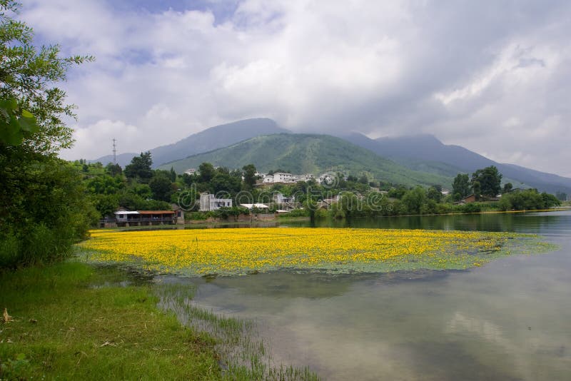 Water chestnut flower