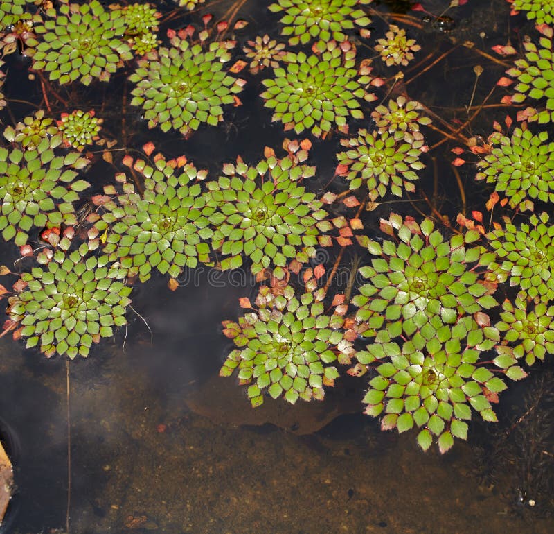 Water chestnut flower stock image. Image of tree, green 4380141