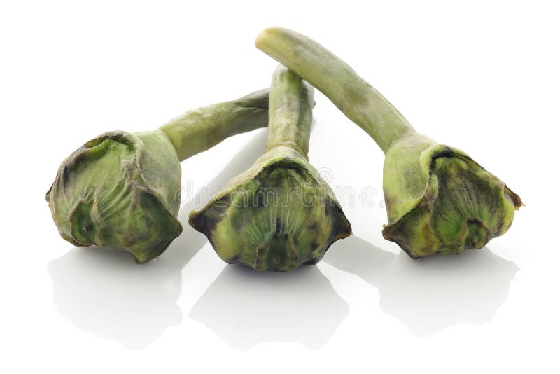 Fresh water chestnut seed stock photo. Image of ling 94534510