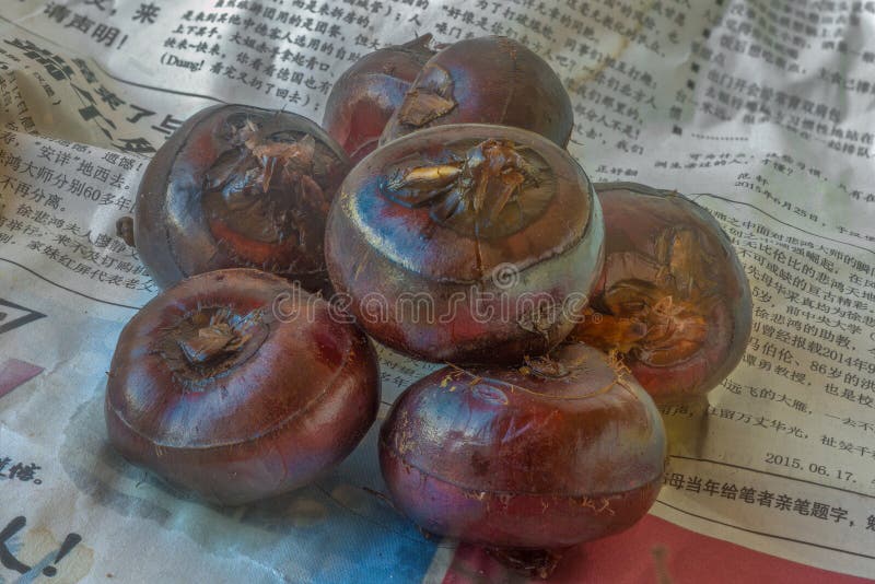 Water Chestnuts Farming in Punjab India Editorial Image Image of