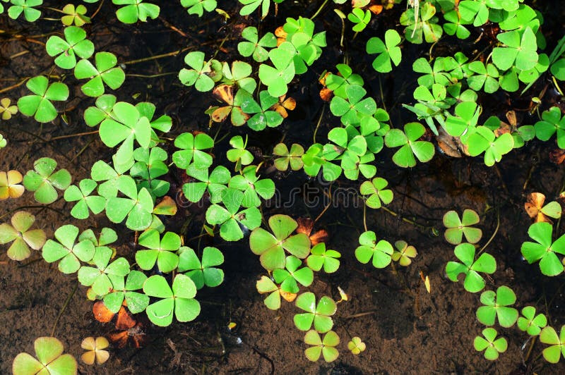 The water clover plant stock image. Image of decoration 131054555