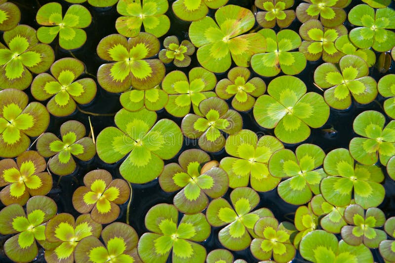 Water clovers stock image. Image of montreal, aquatic 2681857
