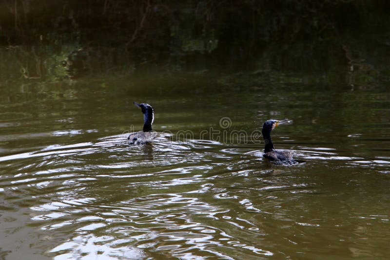 Shallow water reflections royalty free stock photo