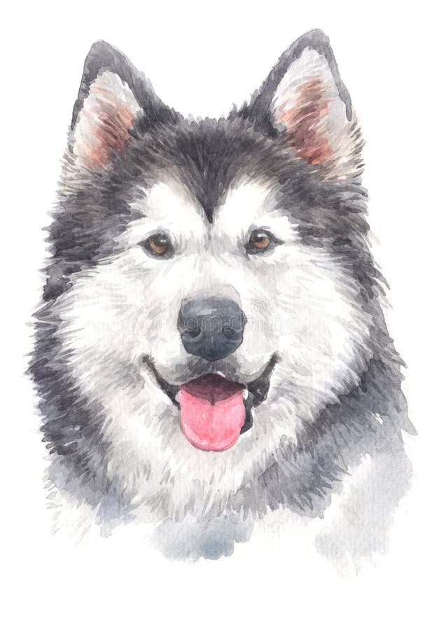 Siberian Husky Dogs that are native to the world There are two layers of hair that can withstand cold. Is a dog used for dragging a car. Siberian Husky Dogs that are native to the world There are two layers of hair that can withstand cold. Is a dog used for dragging a car