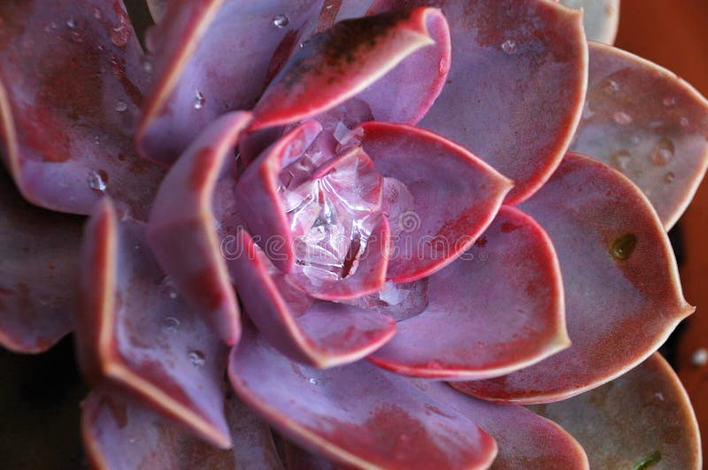 Water crystal plant stock photo. Image of water, flower 6893148