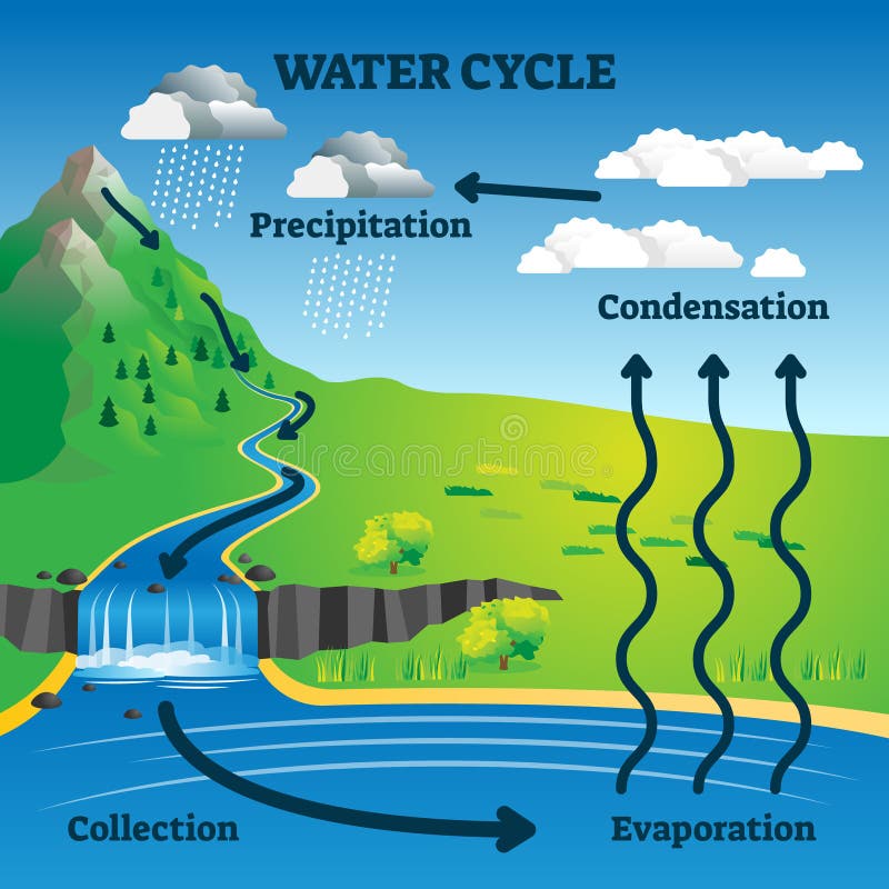 Premium Vector | Water cycle diagram earth hydrologic process environmental  circulation scheme with rain precipitation cloud condensation evaporation  and runoff collection cycle water in nature environment
