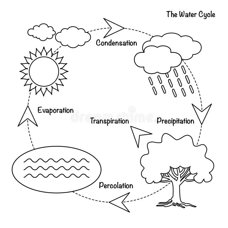 Water Cycle of Evaporation, Condensation, Precipitation to Collection in  Earth - stock vector 5525163 | Crushpixel