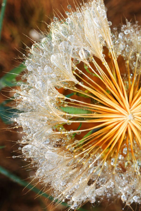 Water and Dandelion Seeds