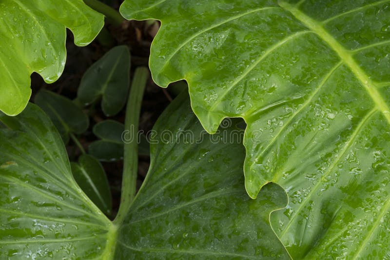 Water-Dappled on Green Leaf in Nature royalty free stock image