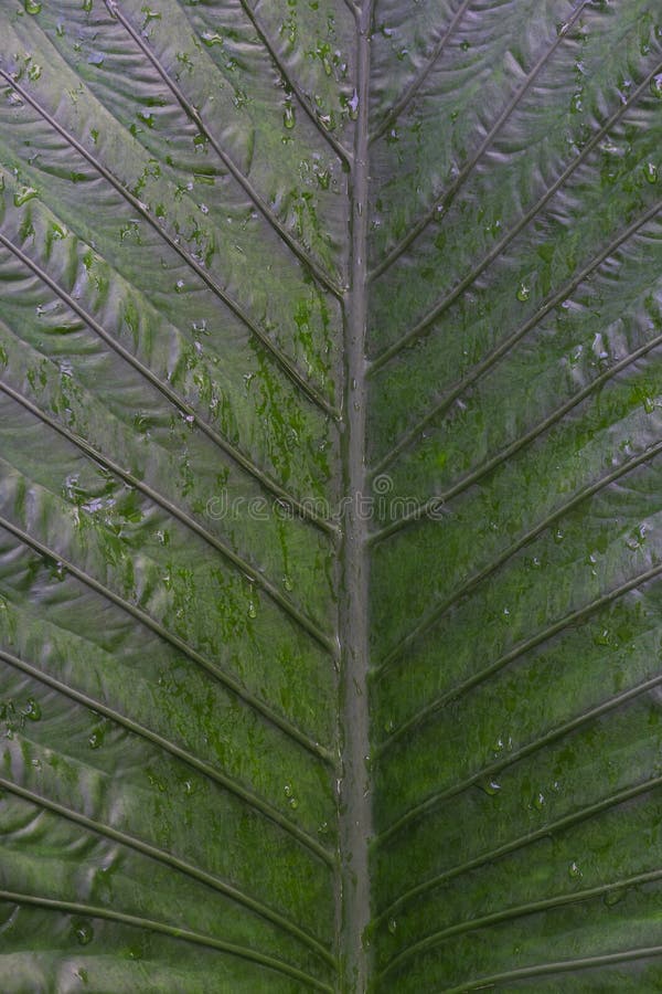 Water-Dappled on Green Leaf in Nature royalty free stock photography