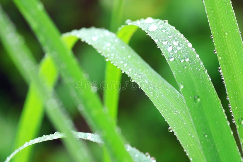 Water dew drops