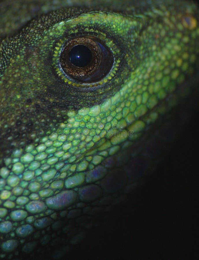 Water Dragon Picture. Image 5683107