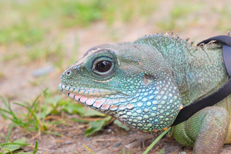 Water dragon iguana reptile head close up